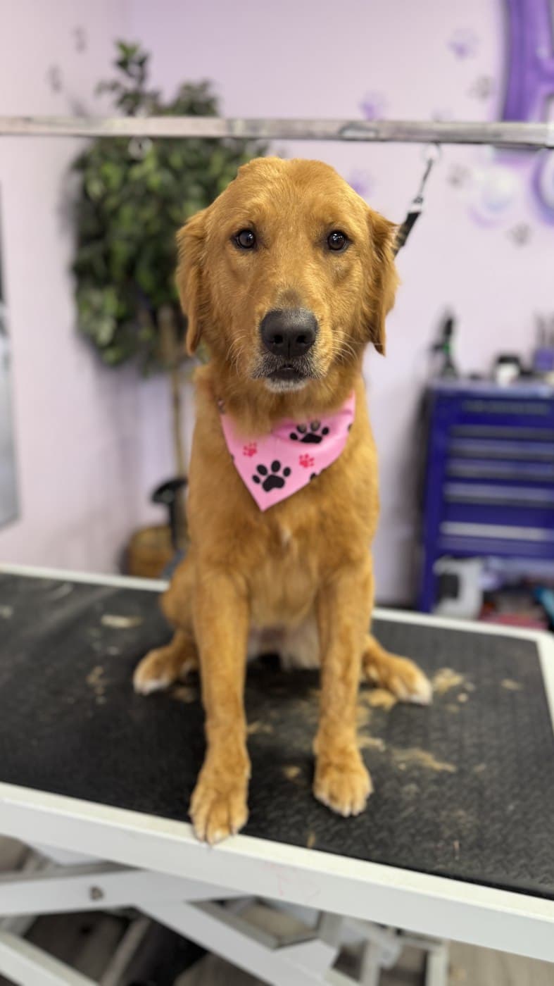 A freshly groomed Golden Retriever at the Pampered Puppies studio