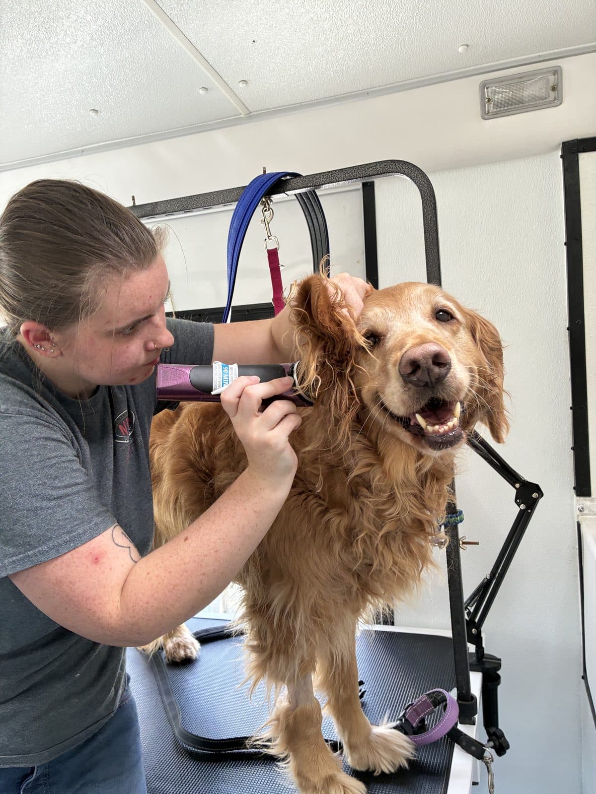 Grooming inside the Pampered Puppies At Your Door mobile unit