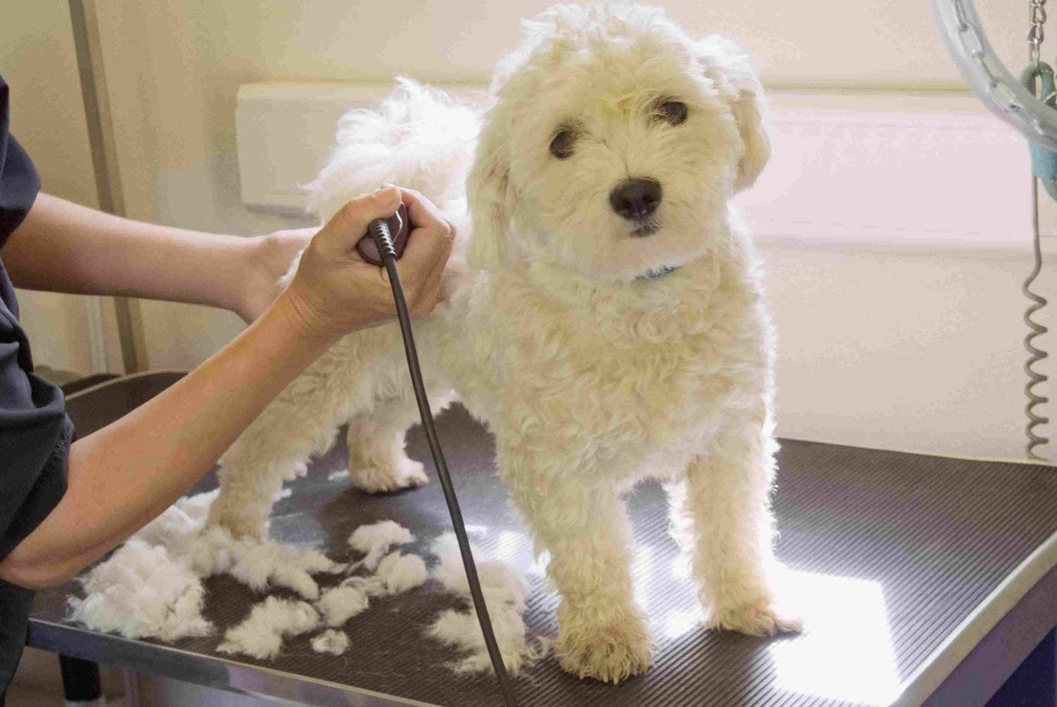 A gentle first grooming experience
