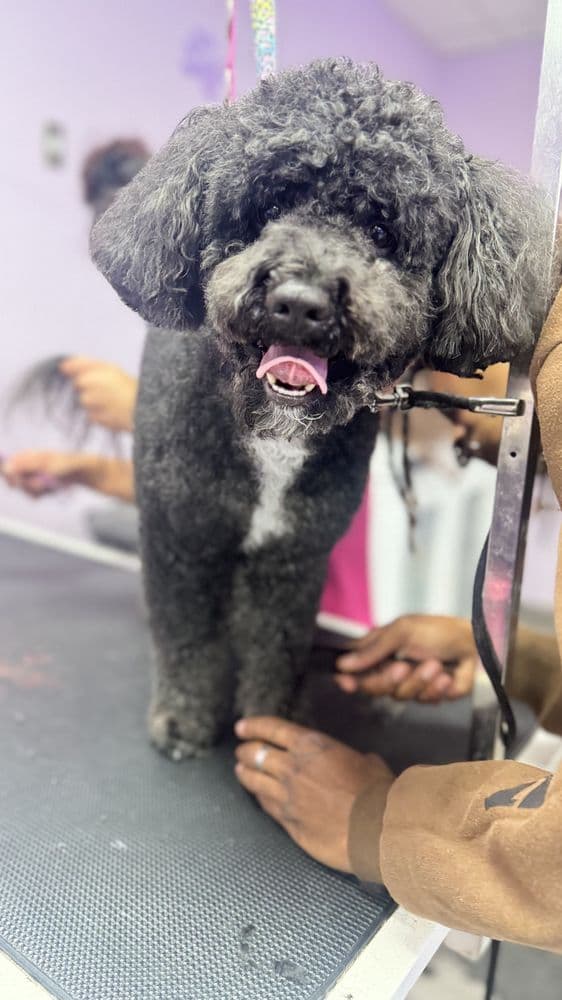 Gentle, hands-on support during a groom at the Pampered Puppies studio
