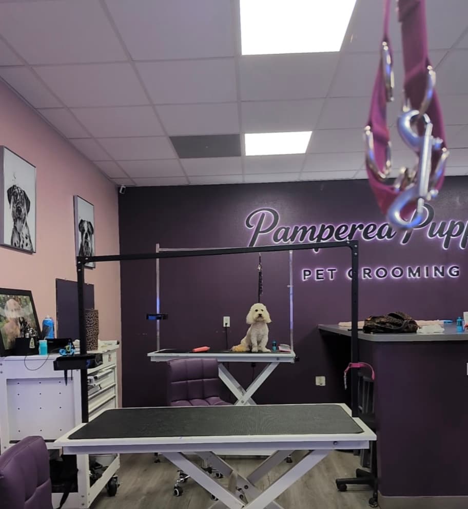 Inside the Pampered Puppies grooming studio in Victorville, CA