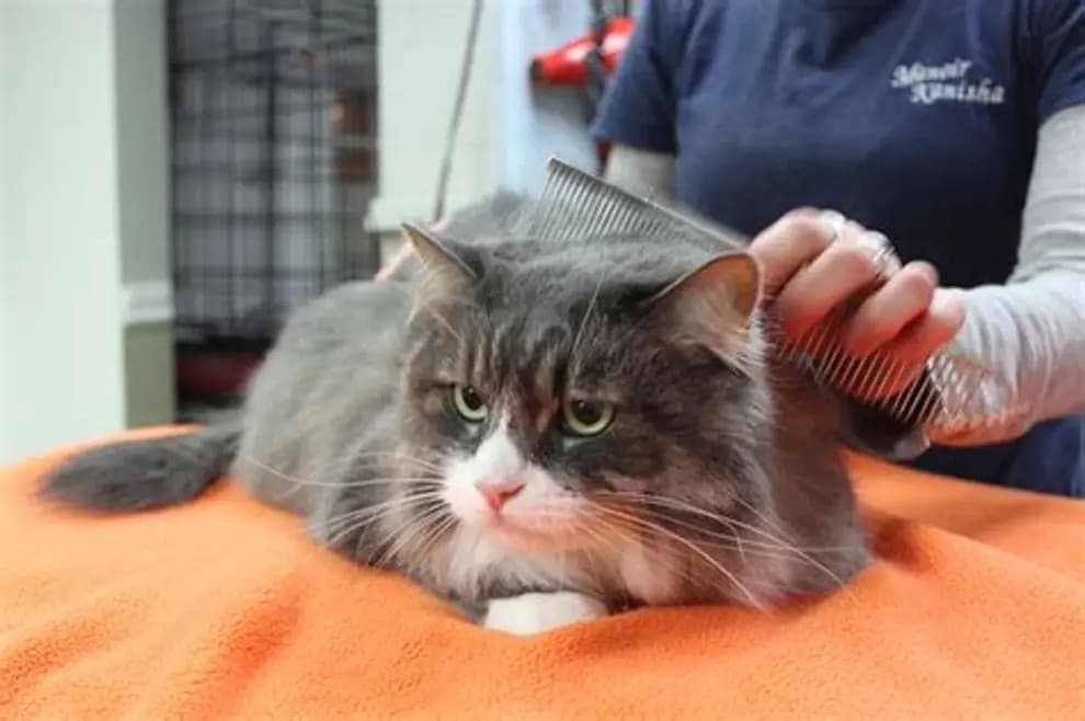 Gentle, patient cat grooming